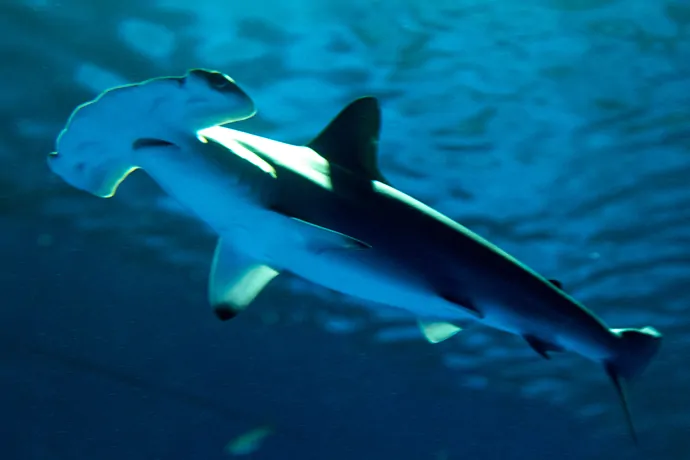 アカシュモクザメ